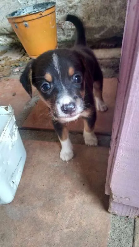 Cachorro ra a vira lata idade 2 a 6 meses nome sem nome