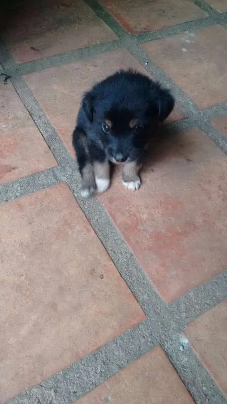 Cachorro ra a vira lata idade 2 a 6 meses nome sem nome
