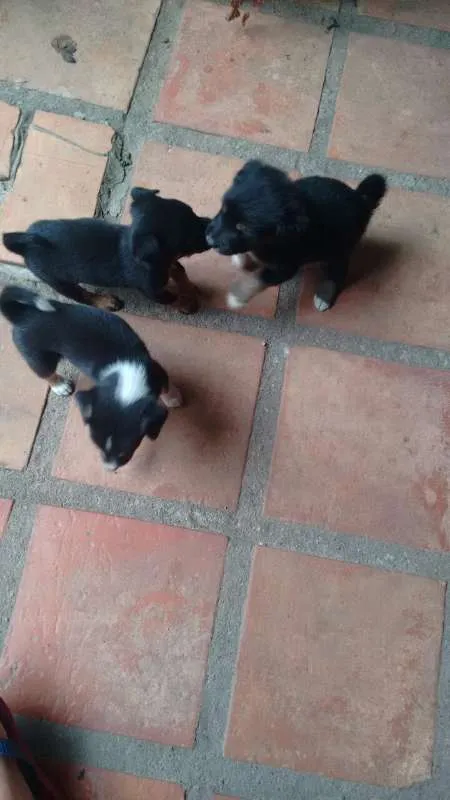 Cachorro ra a vira lata idade 2 a 6 meses nome sem nome