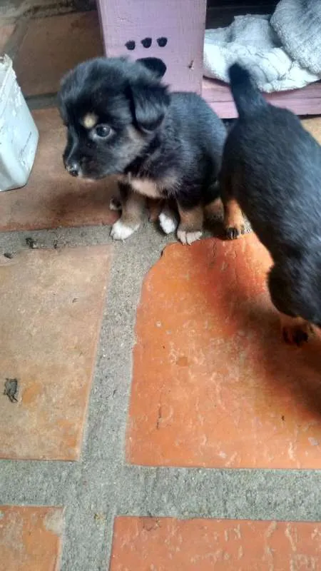 Cachorro ra a vira lata idade 2 a 6 meses nome sem nome