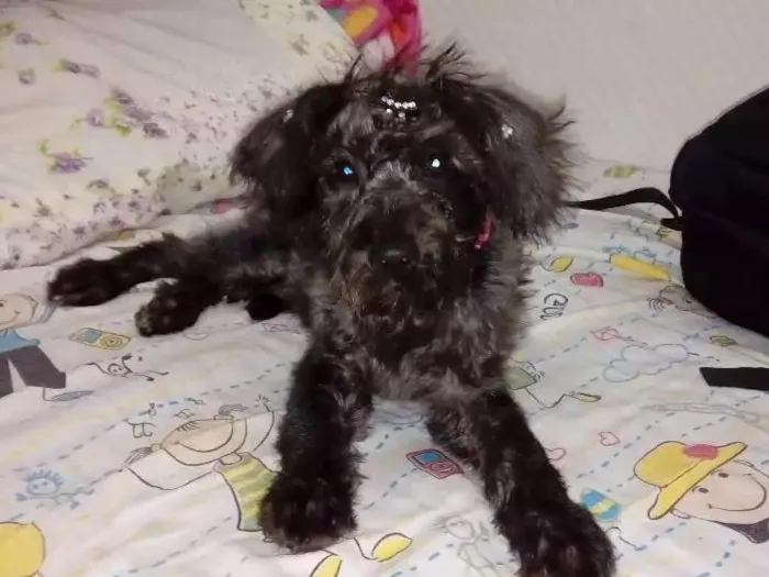 Cachorro ra a "Poodle" idade 2 a 6 meses nome Melissa