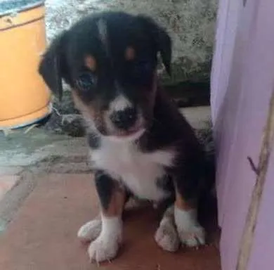 Cachorro ra a vira lata idade 2 a 6 meses nome sem nome