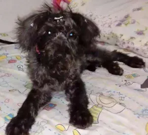 Cachorro raça "Poodle" idade 2 a 6 meses nome Melissa
