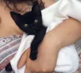 Petunia