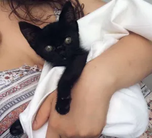 Gato raça  idade Abaixo de 2 meses nome Petunia