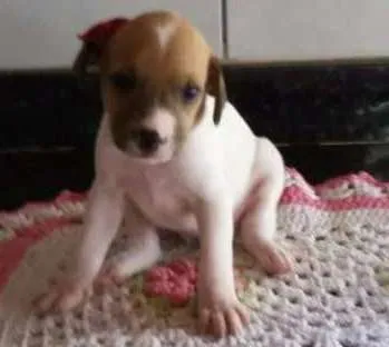 Cachorro ra a SRD idade Abaixo de 2 meses nome Filhotes 