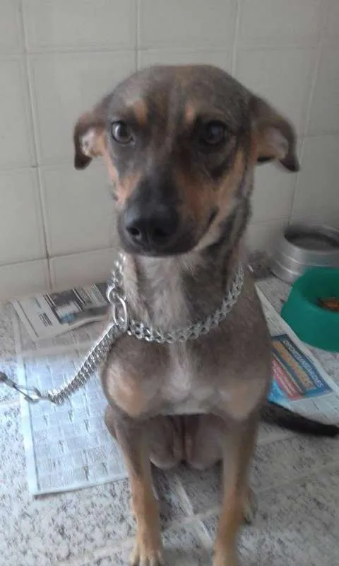 Cachorro ra a Vira lata idade 7 a 11 meses nome Mel