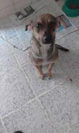 Mel