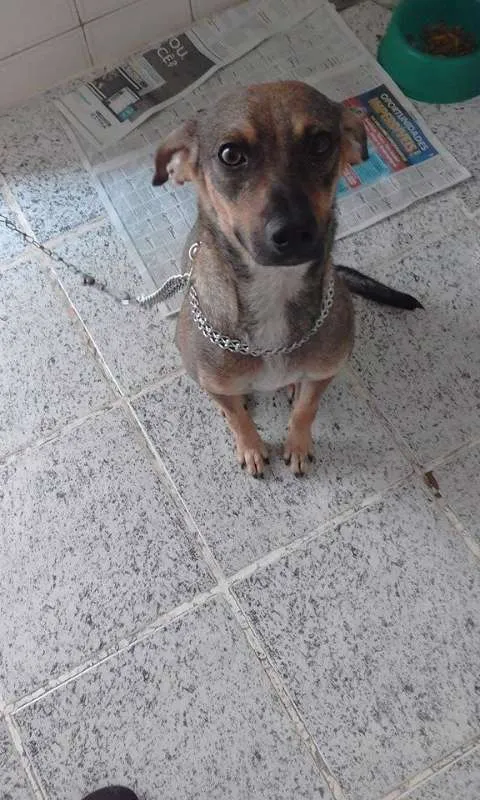 Cachorro ra a Vira lata idade 7 a 11 meses nome Mel