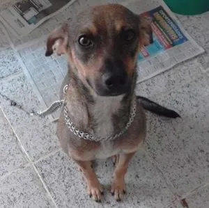 Cachorro raça Vira lata idade 7 a 11 meses nome Mel