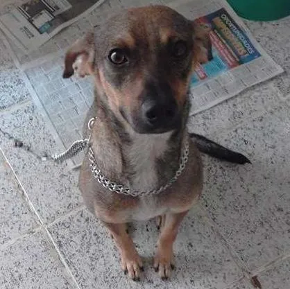 Cachorro ra a Vira lata idade 7 a 11 meses nome Mel