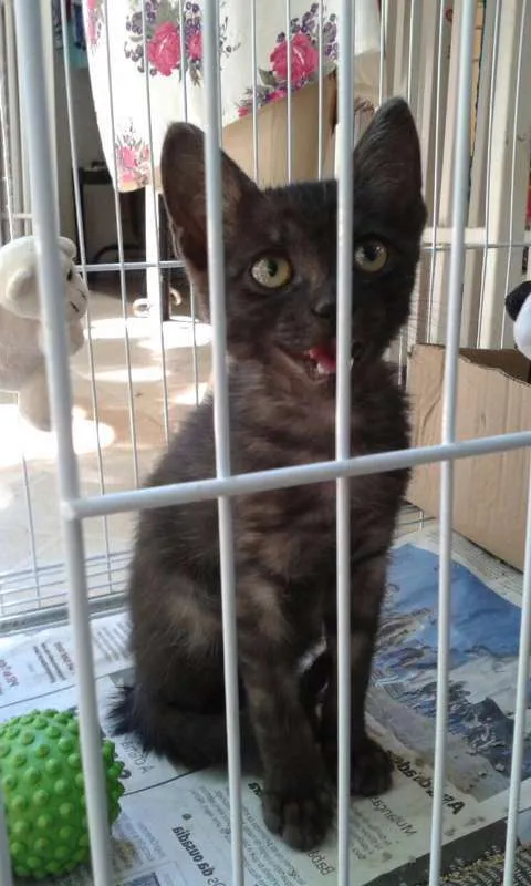 Gato ra a SRD idade 2 a 6 meses nome Simpatia