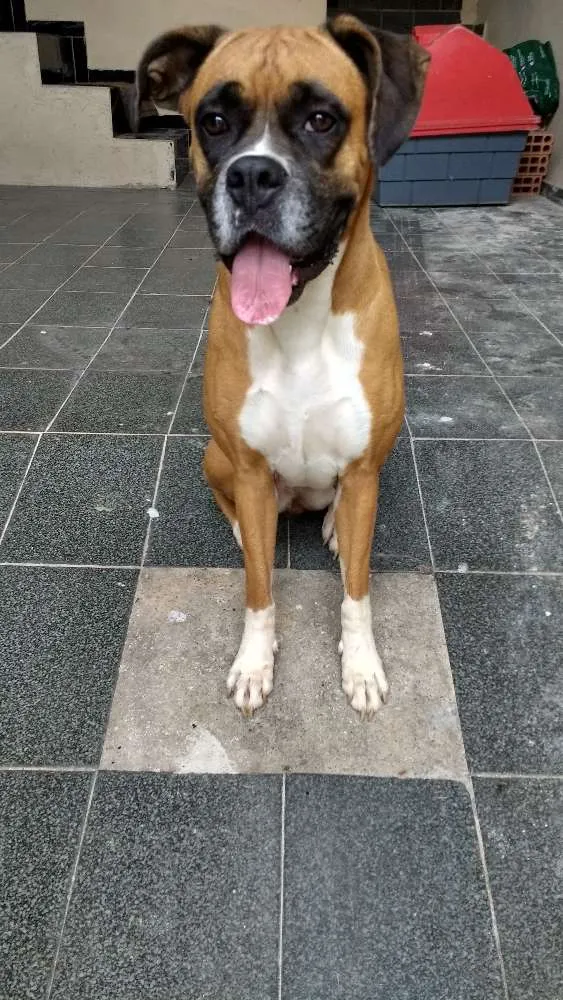 Cachorro raça Boxer idade 4 anos nome Mel