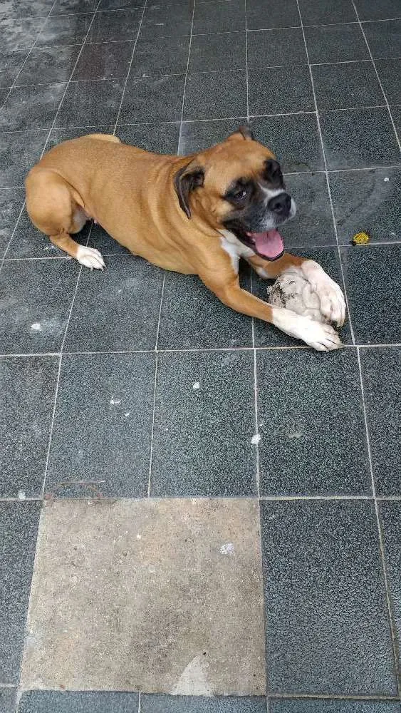 Cachorro raça Boxer idade 4 anos nome Mel