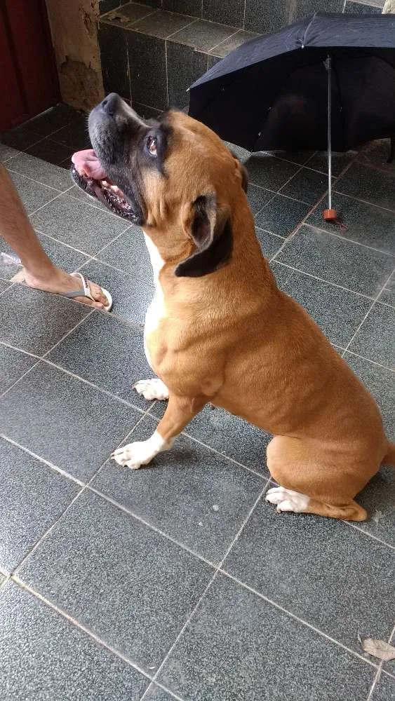 Cachorro raça Boxer idade 4 anos nome Mel