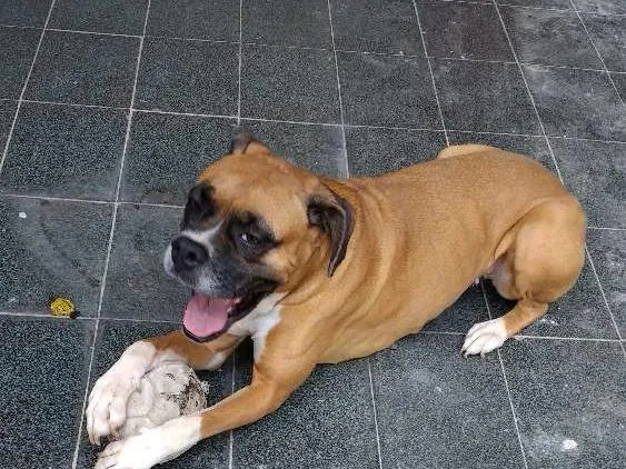 Cachorro raça Boxer idade 4 anos nome Mel