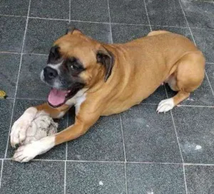 Cachorro raça Boxer idade 4 anos nome Mel