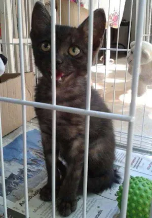 Gato raça SRD idade 2 a 6 meses nome Simpatia