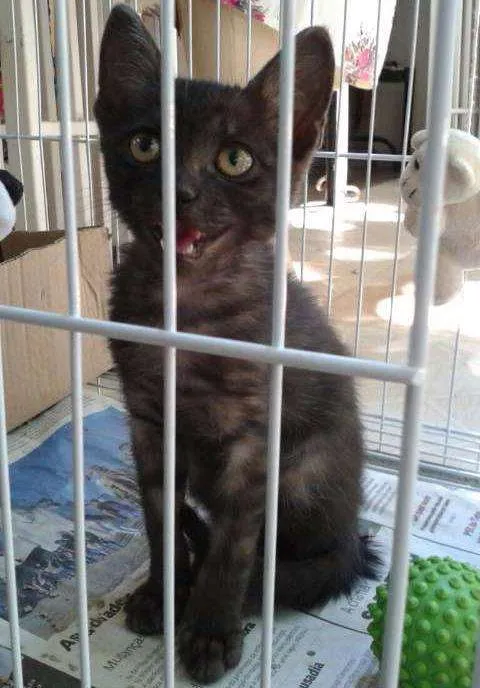 Gato ra a SRD idade 2 a 6 meses nome Simpatia