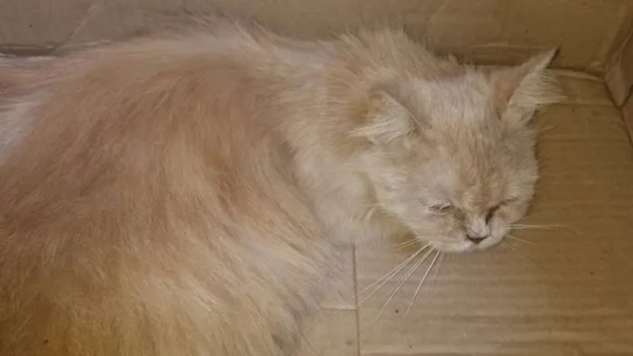 Gato raça vira lata linda idade 7 a 11 meses nome Gatinha