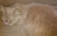 Gatinha