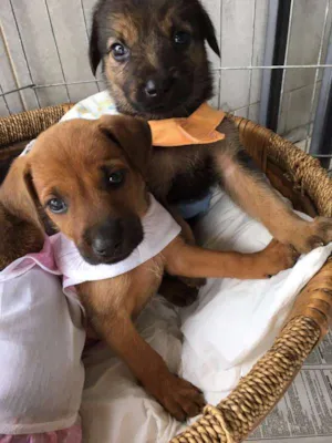 Cachorro raça SRD idade Abaixo de 2 meses nome SEM NOME