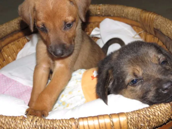Cachorro ra a SRD idade Abaixo de 2 meses nome SEM NOME
