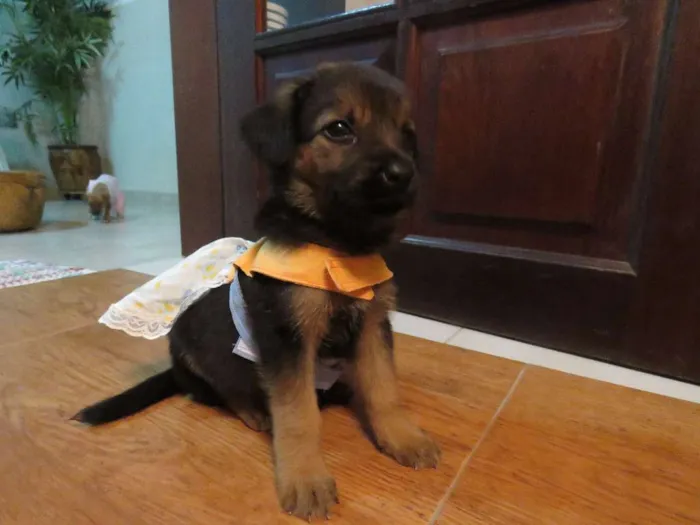 Cachorro ra a SRD idade Abaixo de 2 meses nome SEM NOME