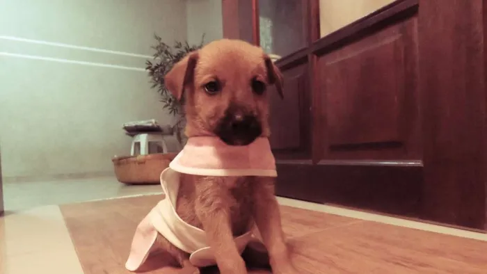 Cachorro ra a SRD idade Abaixo de 2 meses nome SEM NOME