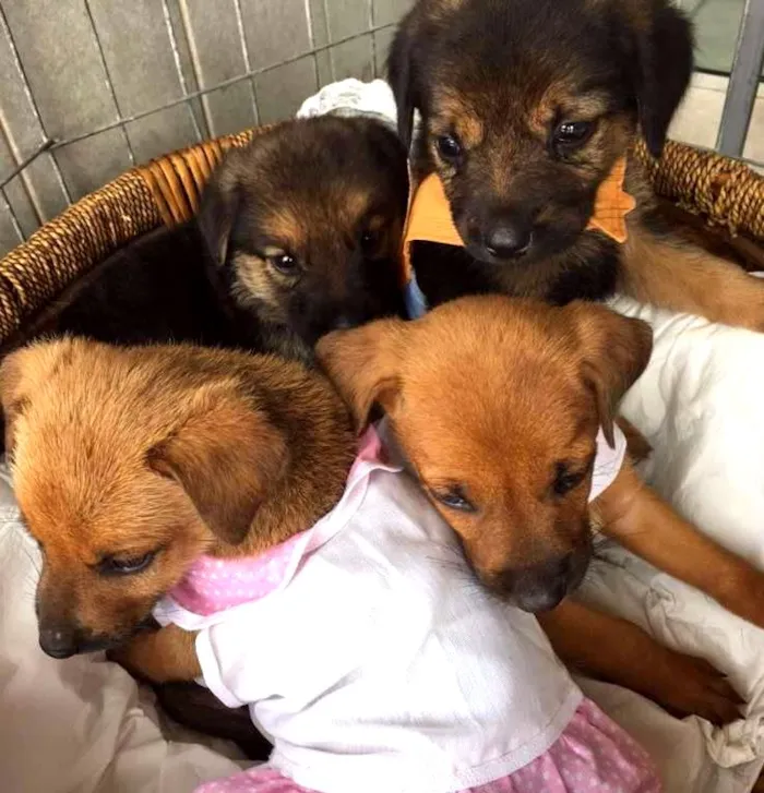 Cachorro ra a SRD idade Abaixo de 2 meses nome SEM NOME