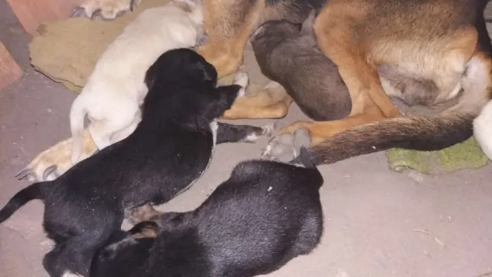 Cachorro ra a Desconhecida idade Abaixo de 2 meses nome Filhotes 