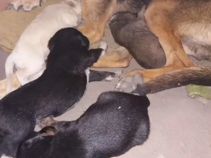 Cachorro ra a Desconhecida idade Abaixo de 2 meses nome Filhotes 