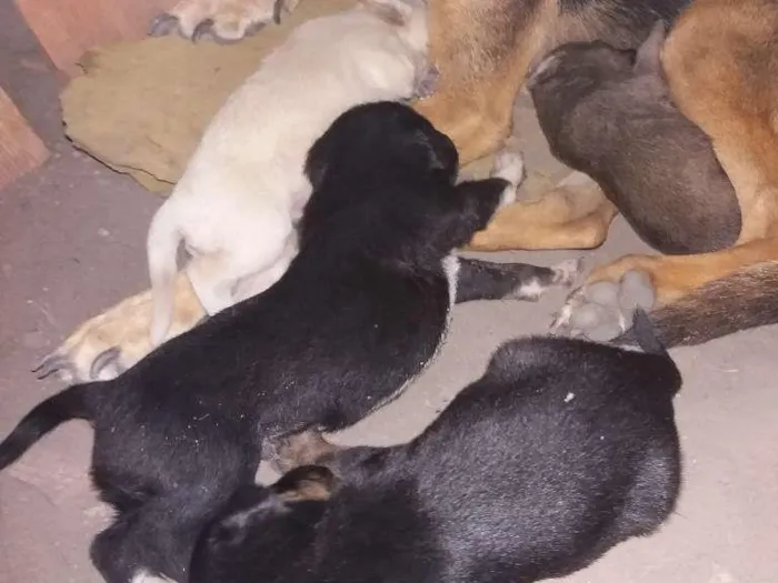 Cachorro ra a Desconhecida idade Abaixo de 2 meses nome Filhotes 