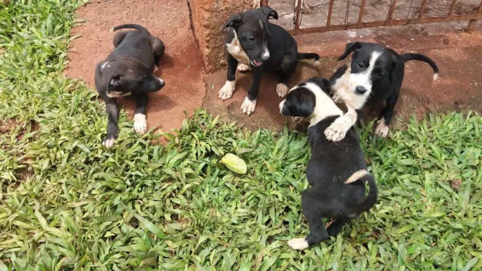 Cachorro ra a misto pitibul idade Abaixo de 2 meses nome sem nome