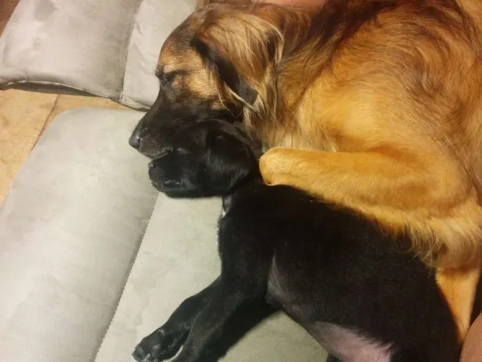 Cachorro ra a Srd idade 2 a 6 meses nome Nina