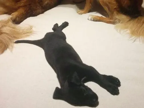 Cachorro ra a Srd idade 2 a 6 meses nome Nina
