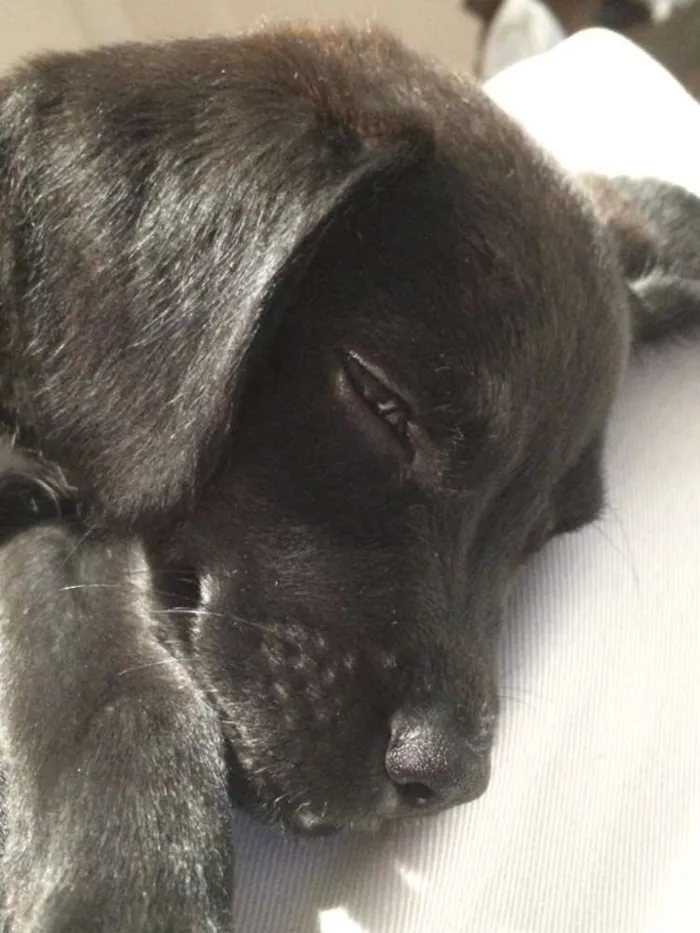 Cachorro ra a Srd idade 2 a 6 meses nome Nina