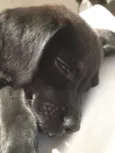 Nina