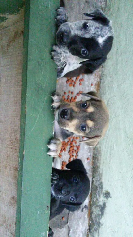 Cachorro raça Vira Lata idade Abaixo de 2 meses nome Não possui 