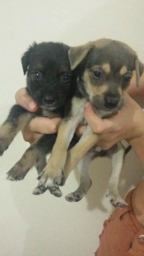 Cachorro raça Vira Lata idade Abaixo de 2 meses nome Não possui 