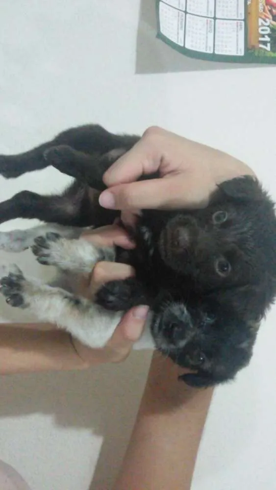 Cachorro raça Vira Lata idade Abaixo de 2 meses nome Não possui 