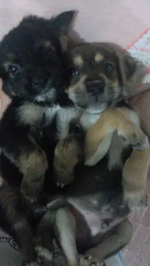 Cachorro raça Vira Lata idade Abaixo de 2 meses nome Não possui 