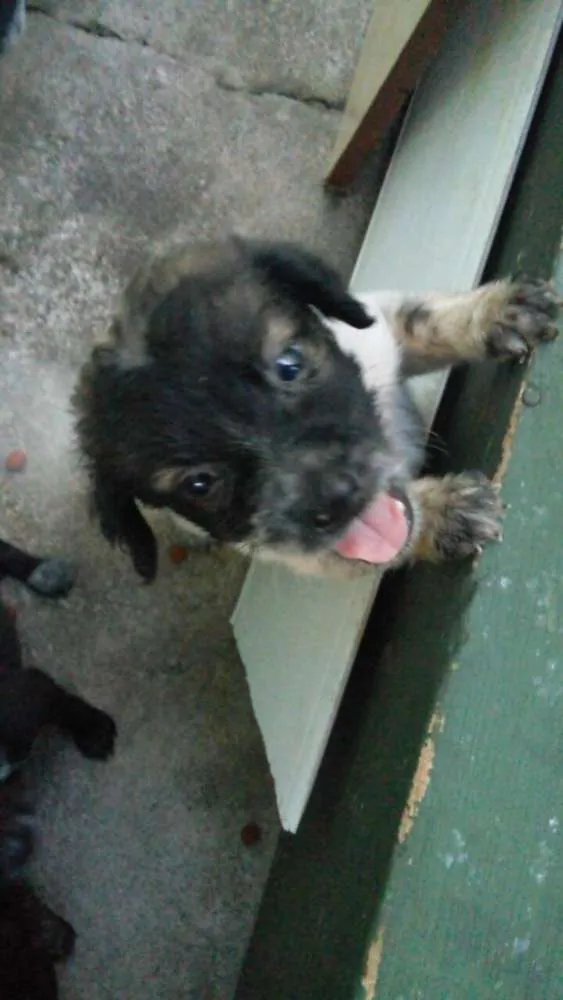 Cachorro raça Vira Lata idade Abaixo de 2 meses nome Não possui 