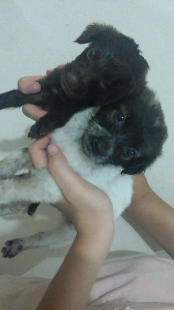 Cachorro raça Vira Lata idade Abaixo de 2 meses nome Não possui 