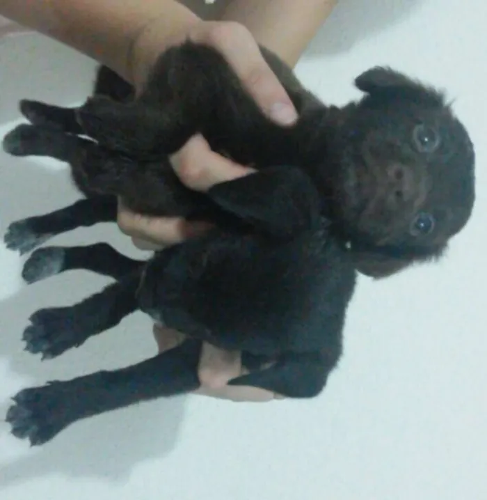 Cachorro raça Vira Lata idade Abaixo de 2 meses nome Não possui 