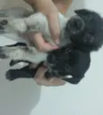 Não possui 