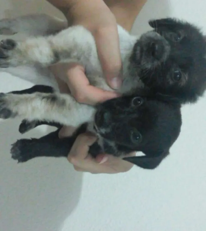 Cachorro raça Vira Lata idade Abaixo de 2 meses nome Não possui 