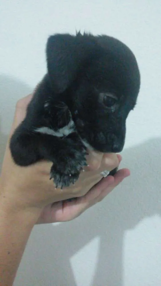 Cachorro raça Vira Lata idade Abaixo de 2 meses nome Não possui 