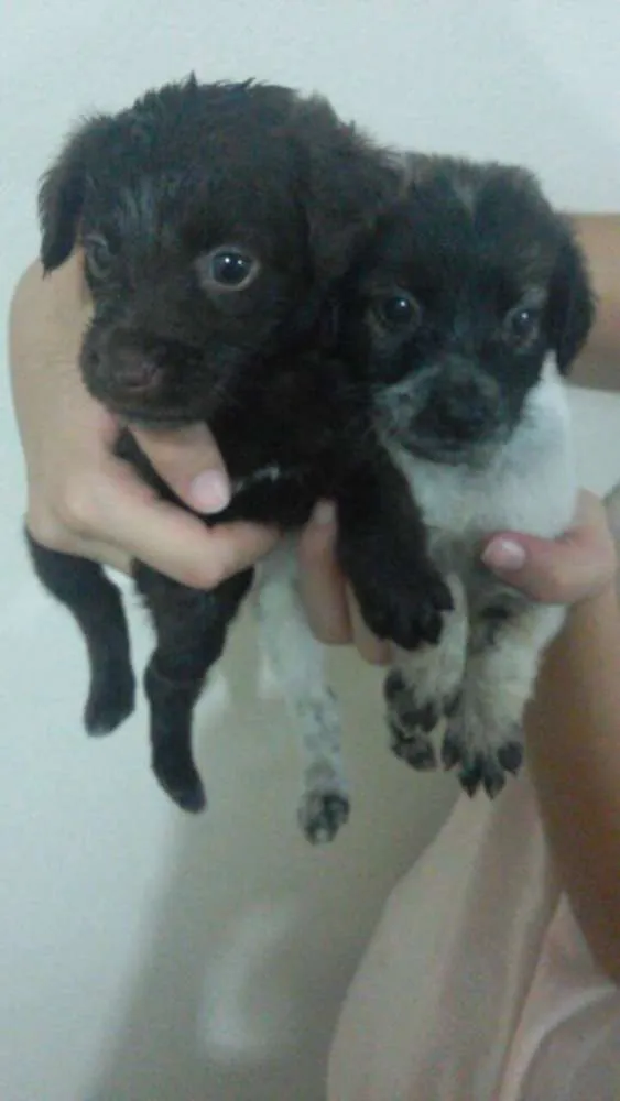 Cachorro raça Vira Lata idade Abaixo de 2 meses nome Não possui 