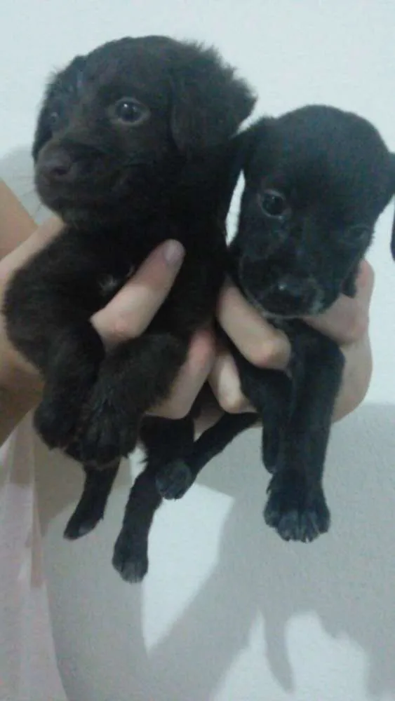 Cachorro raça Vira Lata idade Abaixo de 2 meses nome Não possui 